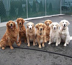 english cream goldens