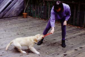kim teaching seamus to play tug