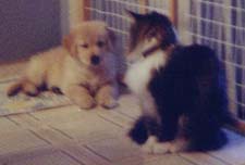 seamus and our cat schatzie