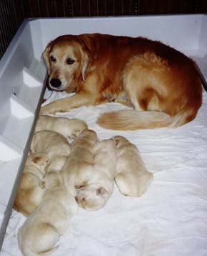seamus as a puppy with his momma and littermates