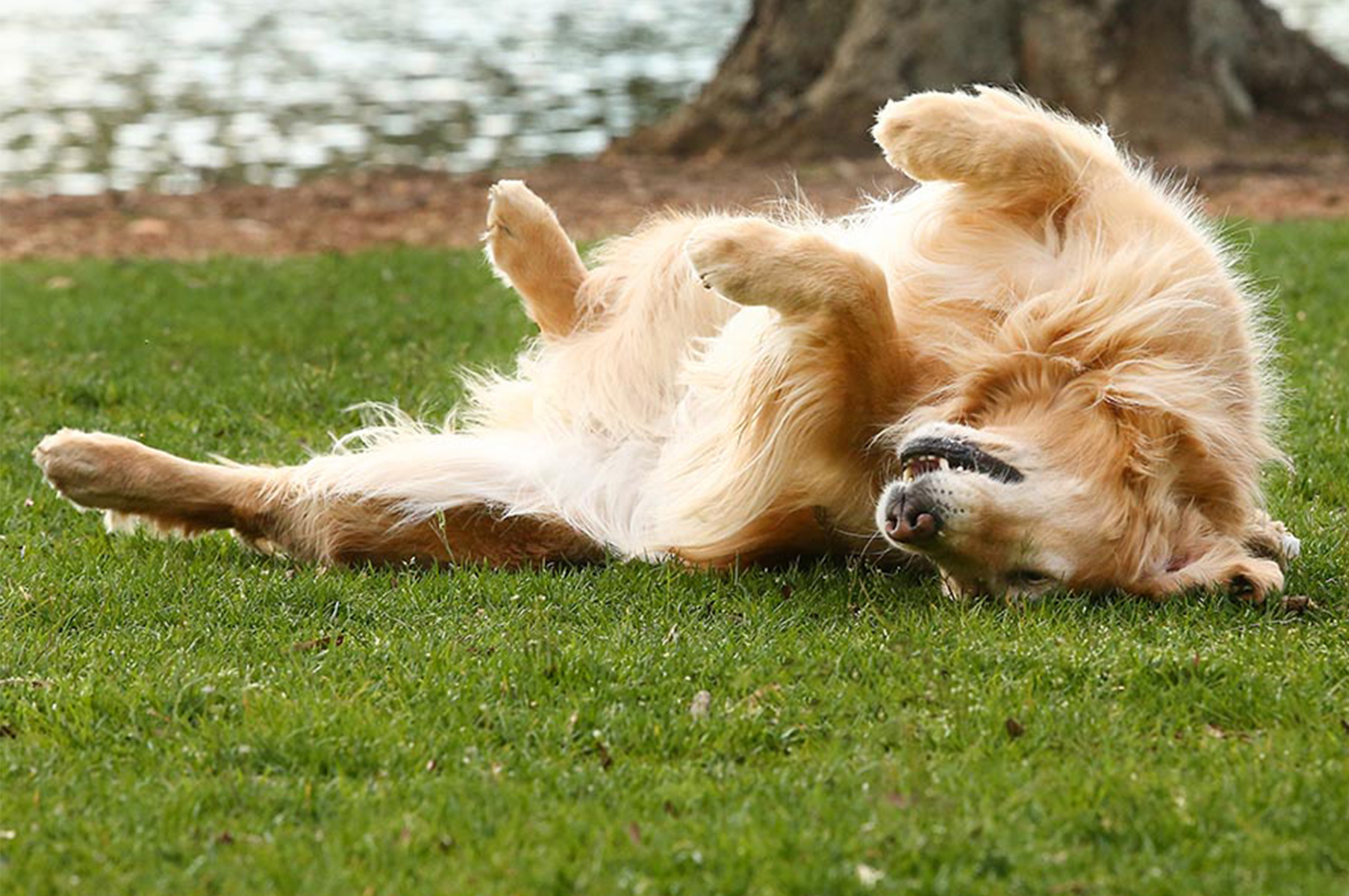 k-jen golden retrievers north carolina slide 5