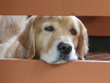 k-jen's wilbur the won n only cca