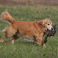 liam retrieving a duck